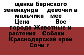 щенки бернского зененхунда. 2 девочки и 2 мальчика(2 мес.) › Цена ­ 22 000 - Все города Животные и растения » Собаки   . Краснодарский край,Сочи г.